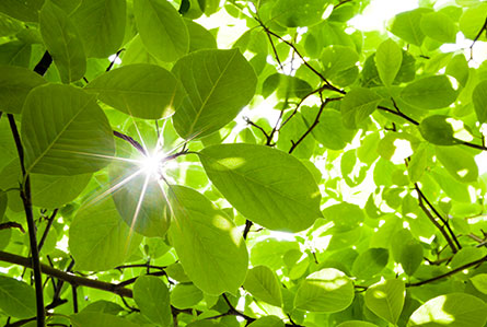 Tree Services